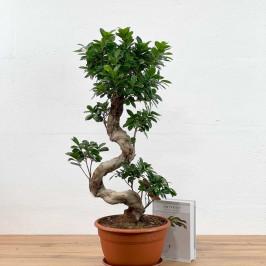 Фикус Микрокарпа гинсенг S-форма D:27CM H:70CM