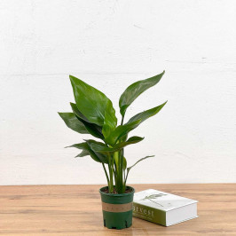 Стрелиция Регина D:12см H:40см