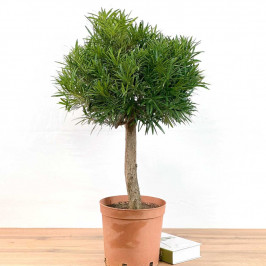 Подокарпус крупнолистый D:23см H:90м