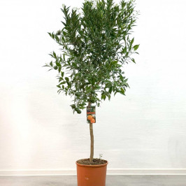 Мандариновое дерево (Клементин) D:28 H:150