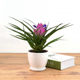 Тилландсия в Белом горшке D:9см H:25см