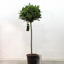 Лавр благородный (Нобилис) штамбовый D:25см H:120см