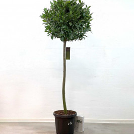 Лавр благородный (Нобилис) штамбовый D:30см H:180см