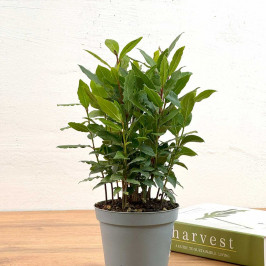 Лавр благородный Куст D:12см H:30см