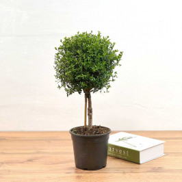 Мирт штамбовый D:15см H:45см