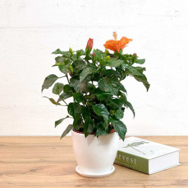 Гибискус персиковый D:13см H:35см