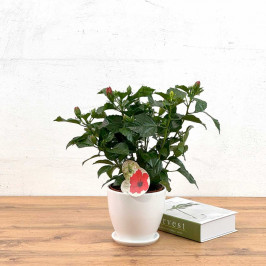 Гибискус Красный D:13см H:35см