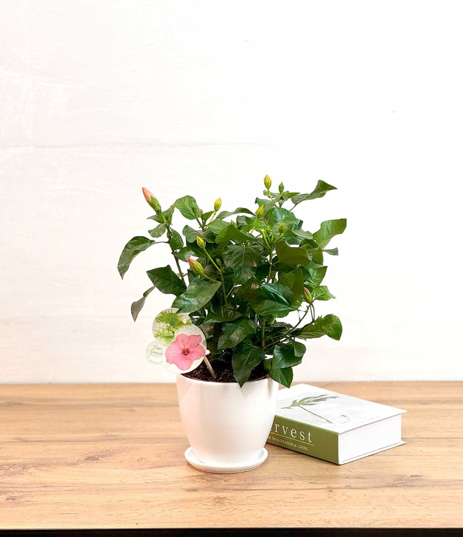 gibiskus-roz-13-35-1_0