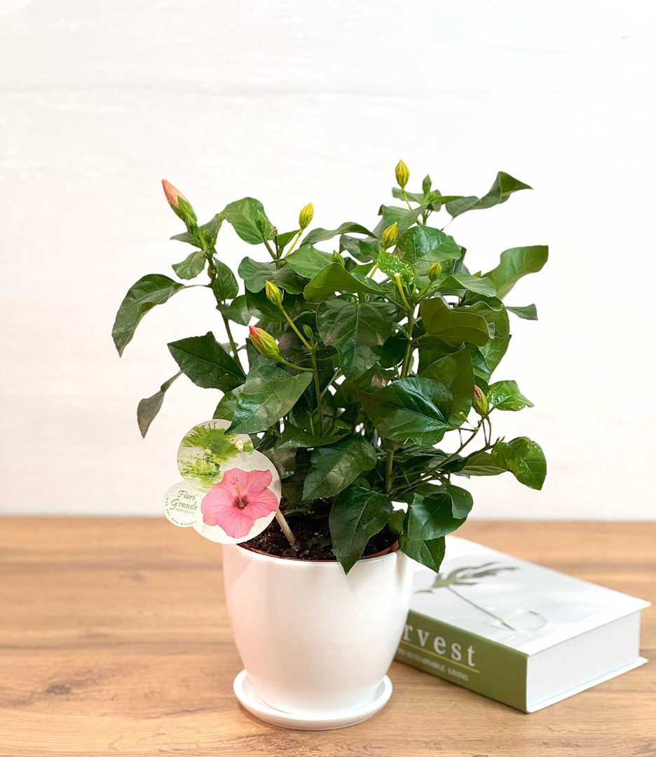 gibiskus-roz-13-35-2_1