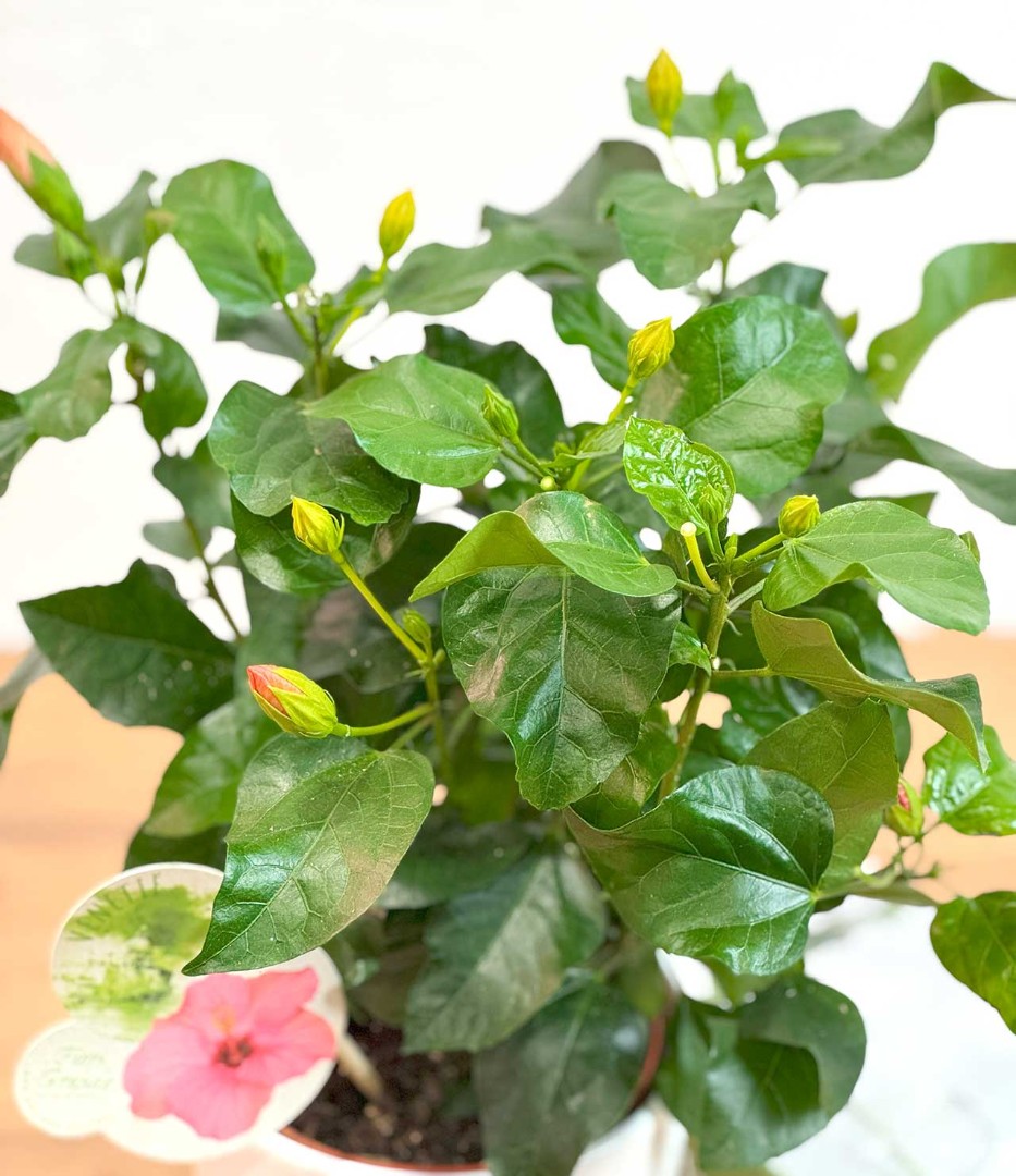 gibiskus-roz-13-35-3_2