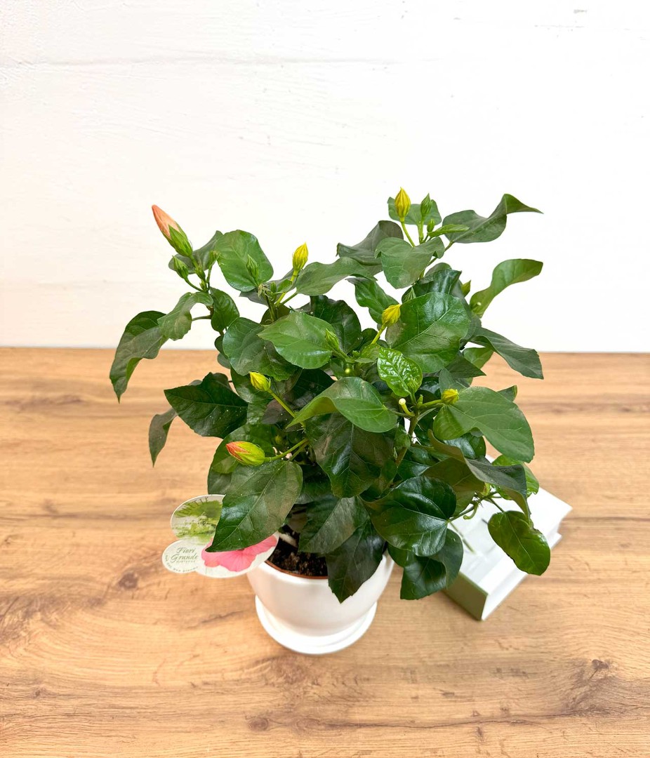 gibiskus-roz-13-35-4_3