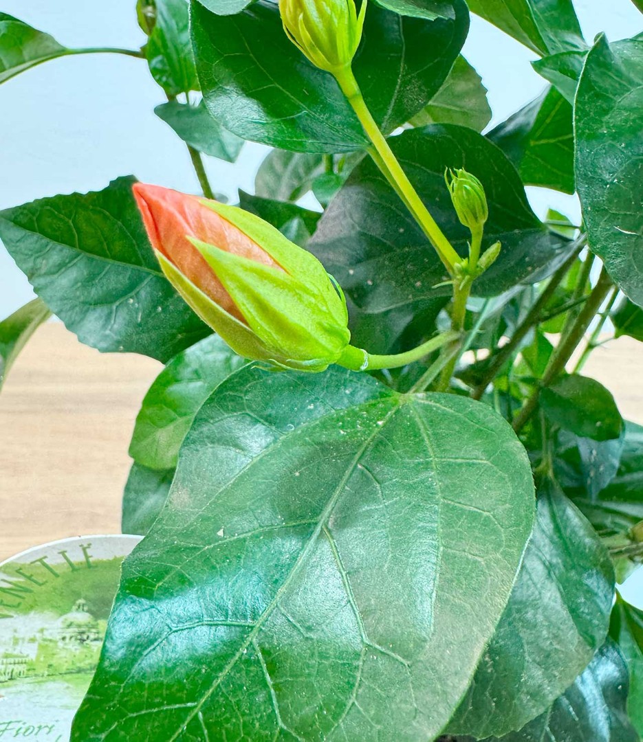 gibiskus-roz-13-35-5_4