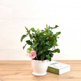 Гибискус Розовый D:13см H:35см