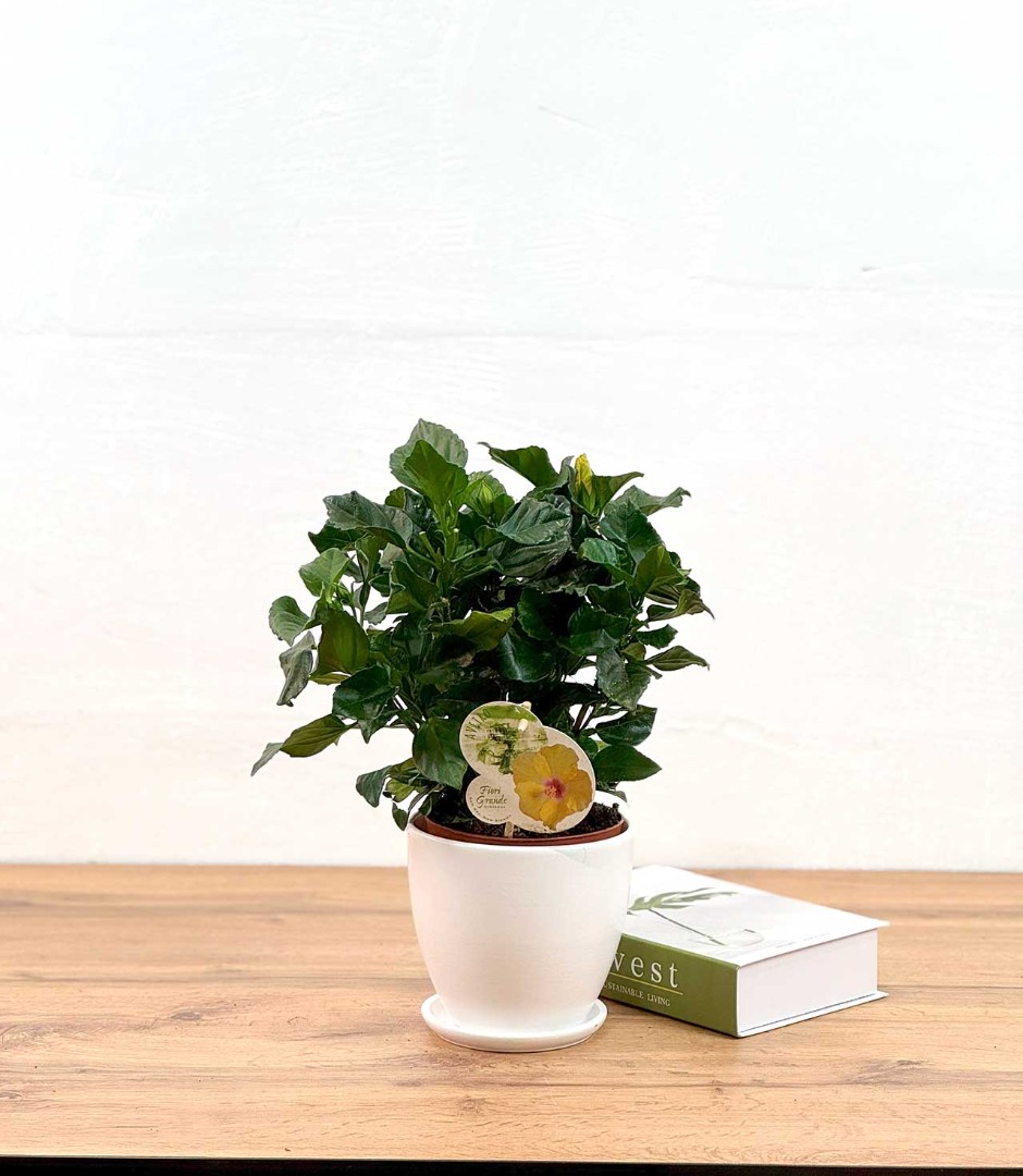 gibiskus-yel-13-35-1_0