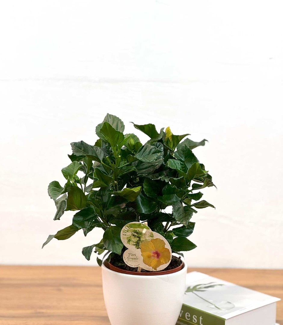 gibiskus-yel-13-35-2_1