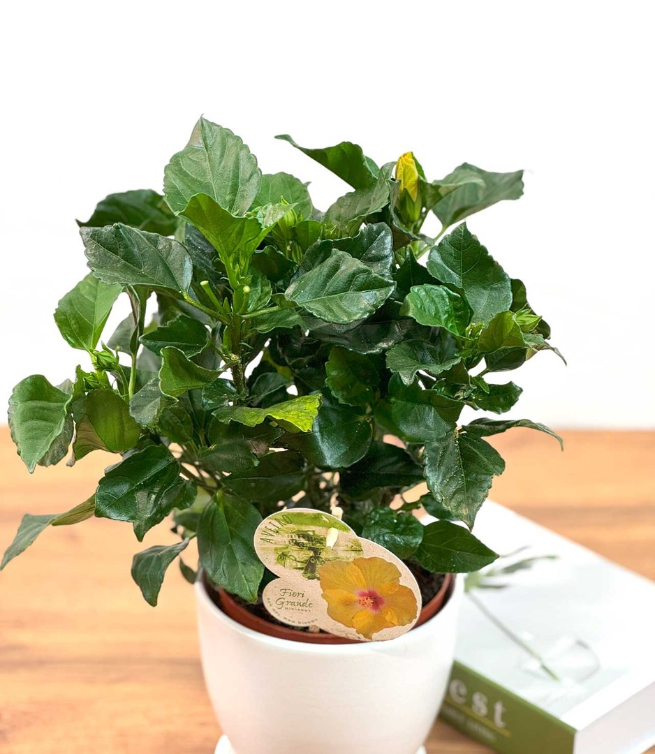 gibiskus-yel-13-35-3_2