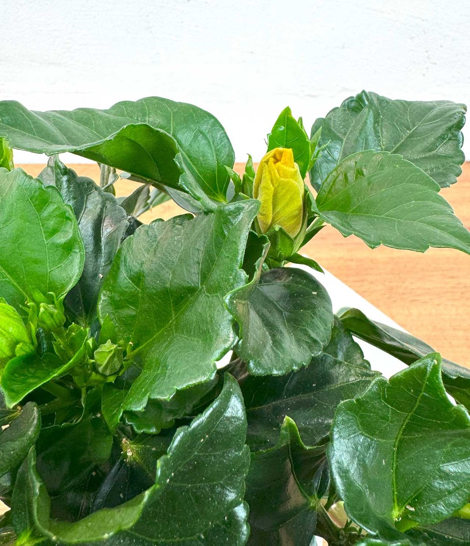 gibiskus-yel-13-35-4_3