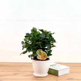 Гибискус Желтый D:13см H:35см