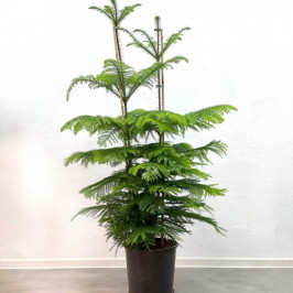 Араукария Хетерофилла D:30см H:130см