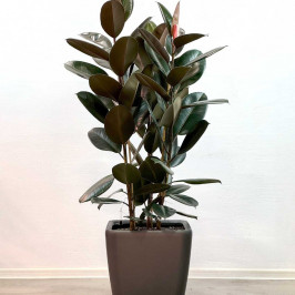 Фикус Эластика Абиджан в Lechuza quadro 43 H:150см