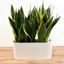 Сансевиерия Файер 50см в Кашпо Lechuza Delta 20