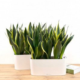 Сансевиерия Файер 50см в Кашпо комплект