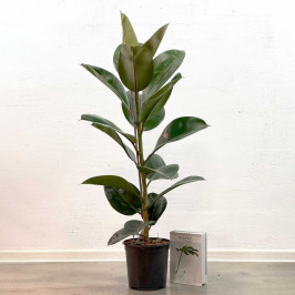 Фикус Эластика Робуста  D:21СМ H:100СМ
