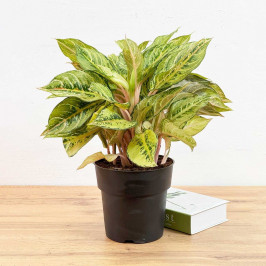 Аглаонема Джанг Лайт D19 H55