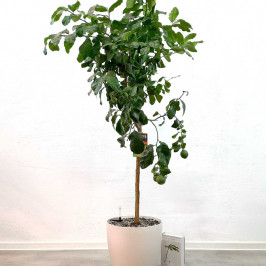 Лимонное дерево в кашпо Classico color 35