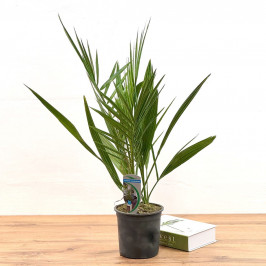 Финик канарский D:15см H:60см (Phoenix canariensis)