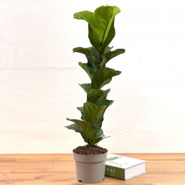 Фикус Лирата Бамбино (Лировидный) D16 H70