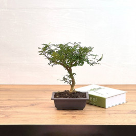 Фисташка Китайская D:17см H:30см (Pistacia chinensis)