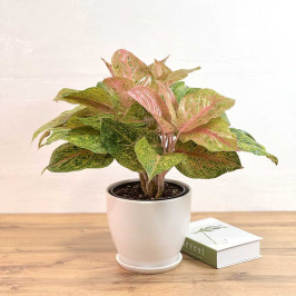 Аглаонема Кримсон Лав D:19 H:55