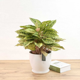 Аглаонема Джанг Лайт D19 H55 в Белом горшке