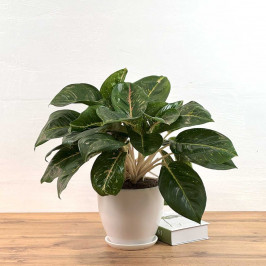 Аглаонема Пинк Жаде D19 H55 в Белом горшке