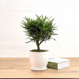 Подокарпус крупнолистый D:15см H:50 в Белом горшке