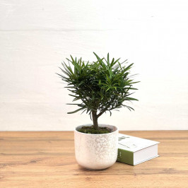 Подокарпус крупнолистый D:15см H:50 в Белом Блестящем горшке