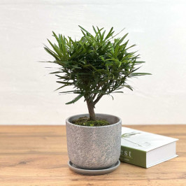 Подокарпус крупнолистый D:15см H:50 в Сером горшке