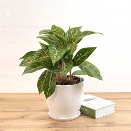 Аглаонема Кокомелон в Белом горшке D:19см H:55см