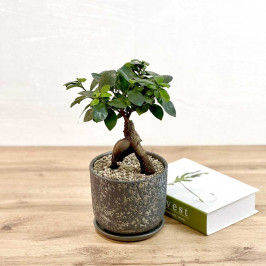 Фикус Микрокарпа гинсенг в Сером горшке D:15CM H:35CM