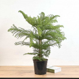 Араукария Хетерофилла D:21см H:80см