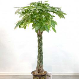 Пахира Акватика коса D:35см H:170см