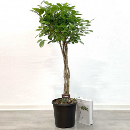 Фикус Микрокарпа Моклейм D:23 H:110