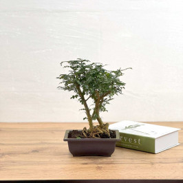 Фисташка Китайская 2 ствола D:17см H:30см