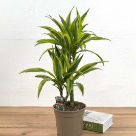 Драцена фрагранс Лемон Лайм 2 ст D:17см H:60см