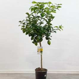 Лимонное дерево D:26 H:150