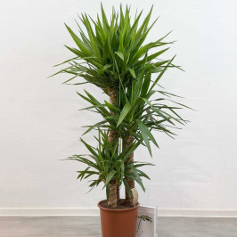 Юкка XL 3 ствола D:27см H:150см