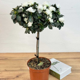 Азалия на штамбе Белая D:19см H:70см
