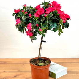 Азалия на штамбе Розовая D:19см H:70см