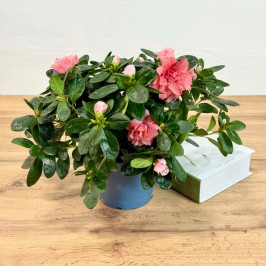 Азалия Индика розовая D:14см H:35см